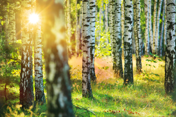 birkensaft-wald