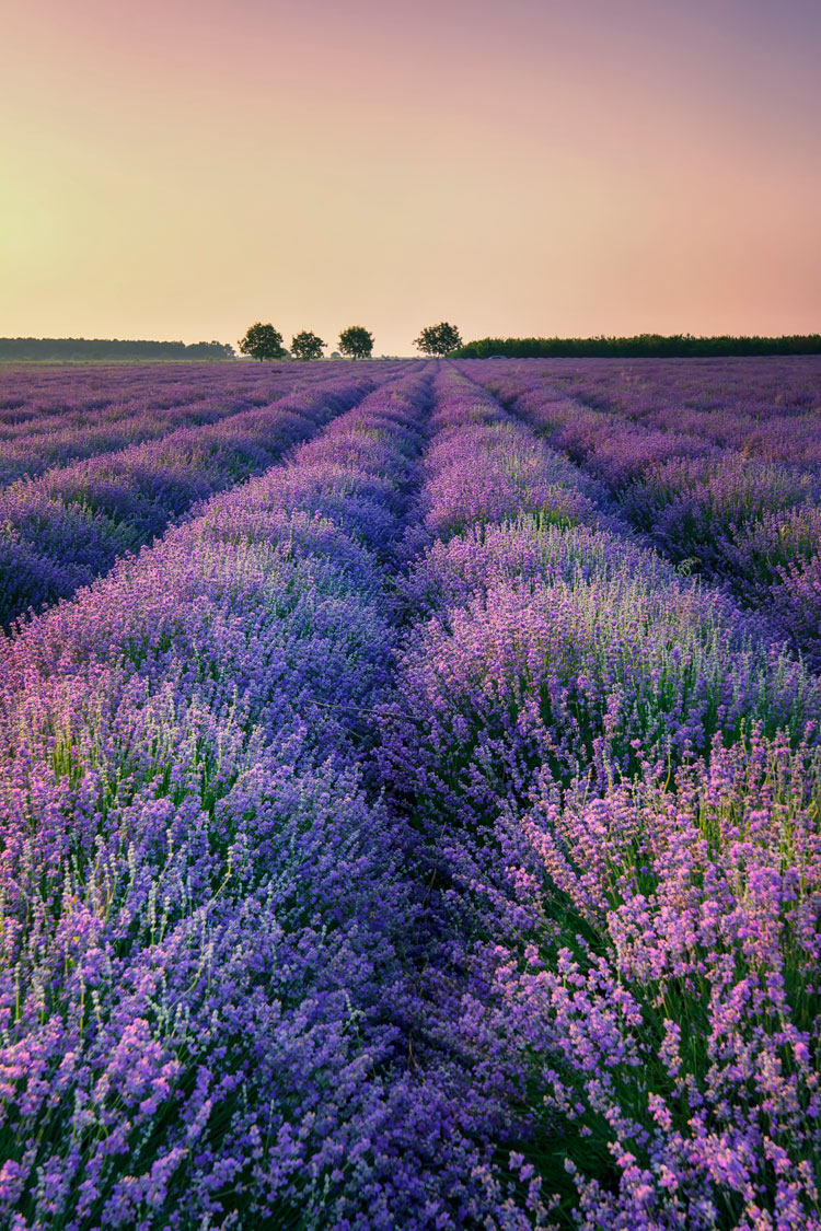 lavendelhain in der provence bei sonnenaufgang