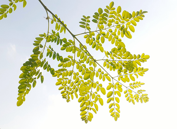 moringa