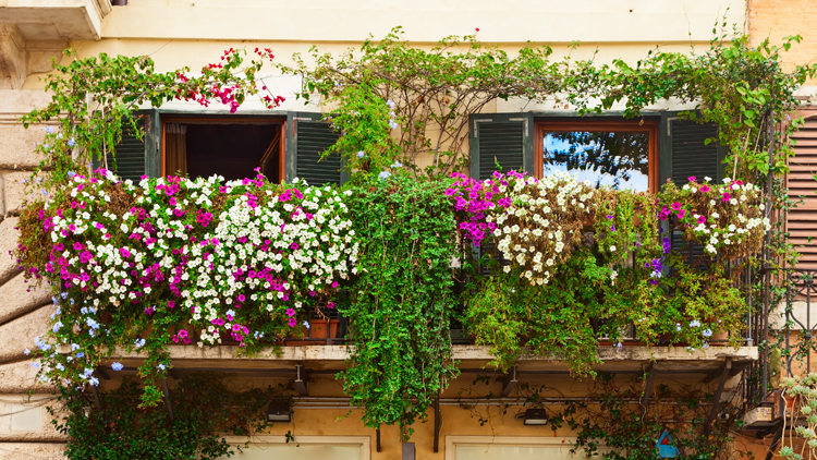 balkon pflanzen