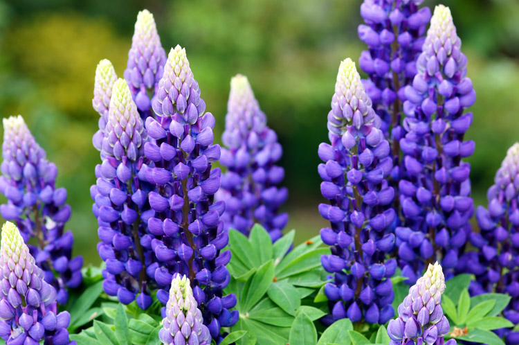 lupinen wildblume