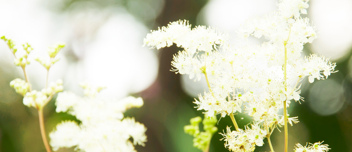 maedesuess loccitane reine blanche