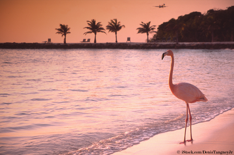 flamingo-deko-sommer