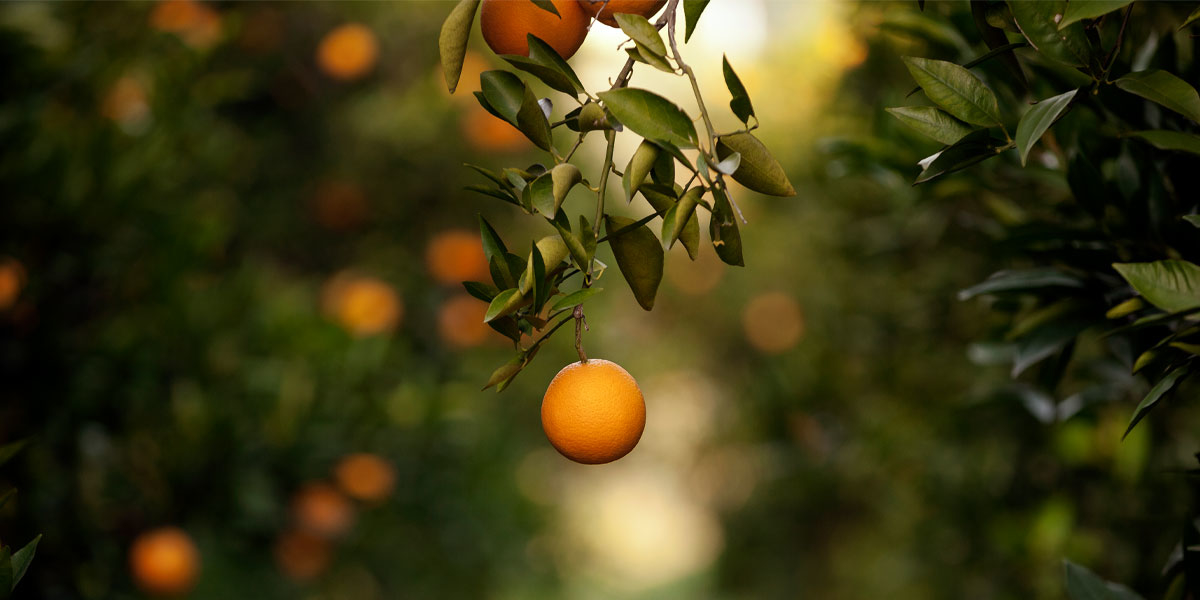 orangenbluetenwasser