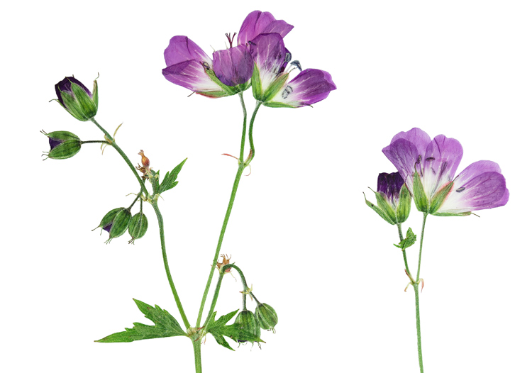 geranium