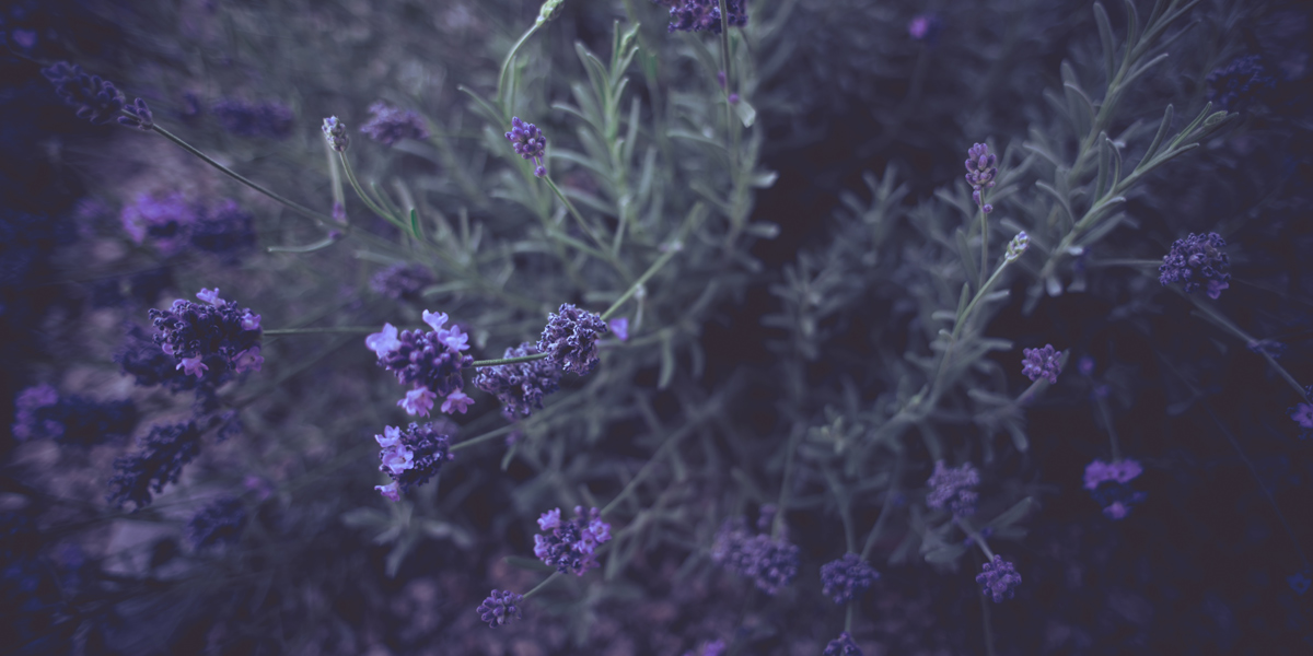 lavendel