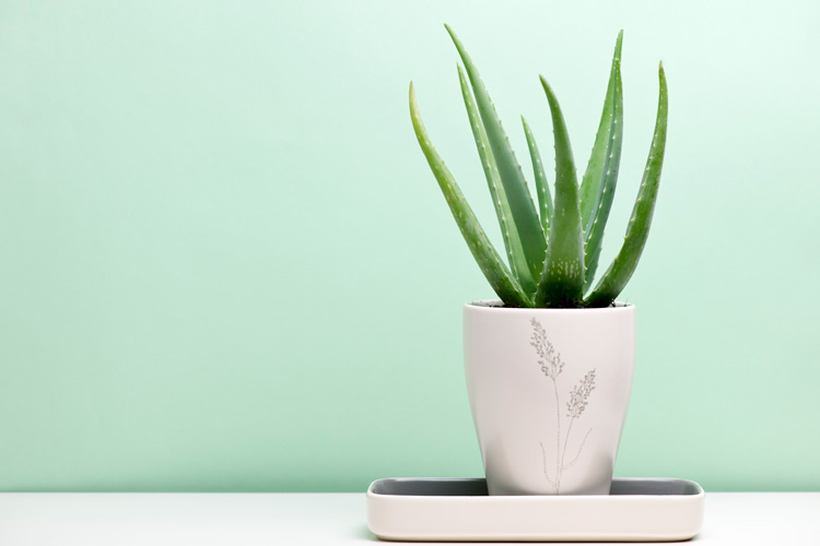 aloe vera pflanze