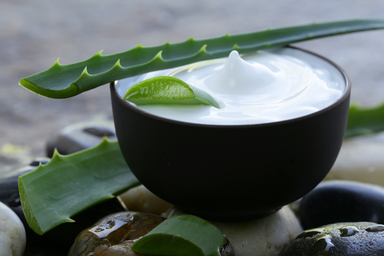 aloe vera pflege