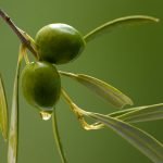 olivenoel hautpfelge