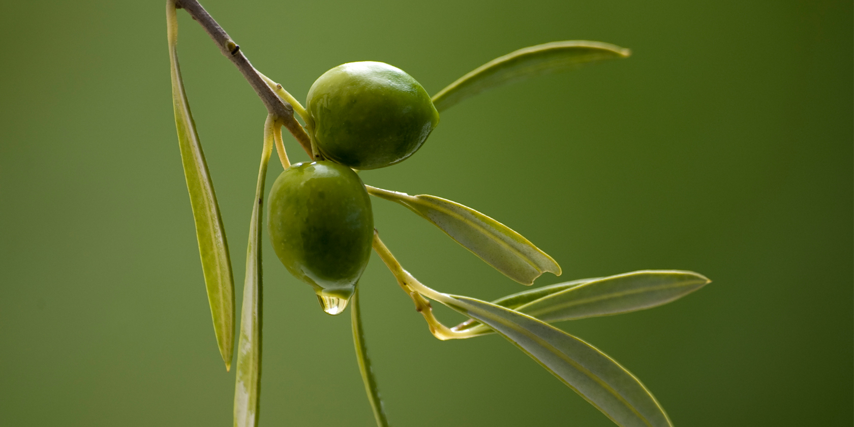 olivenoel hautpfelge