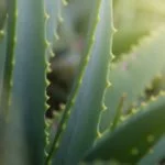 aloe vera pflanze