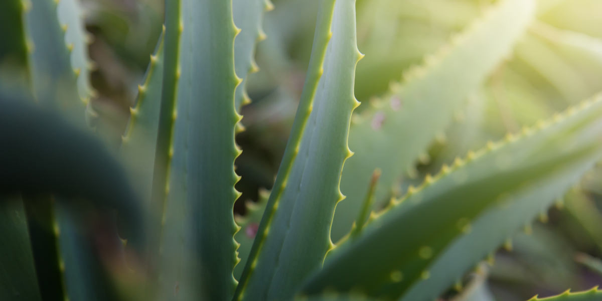 aloe vera pflanze