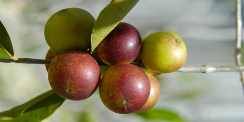 camu camu frucht