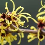 hamamelis zaubernuss