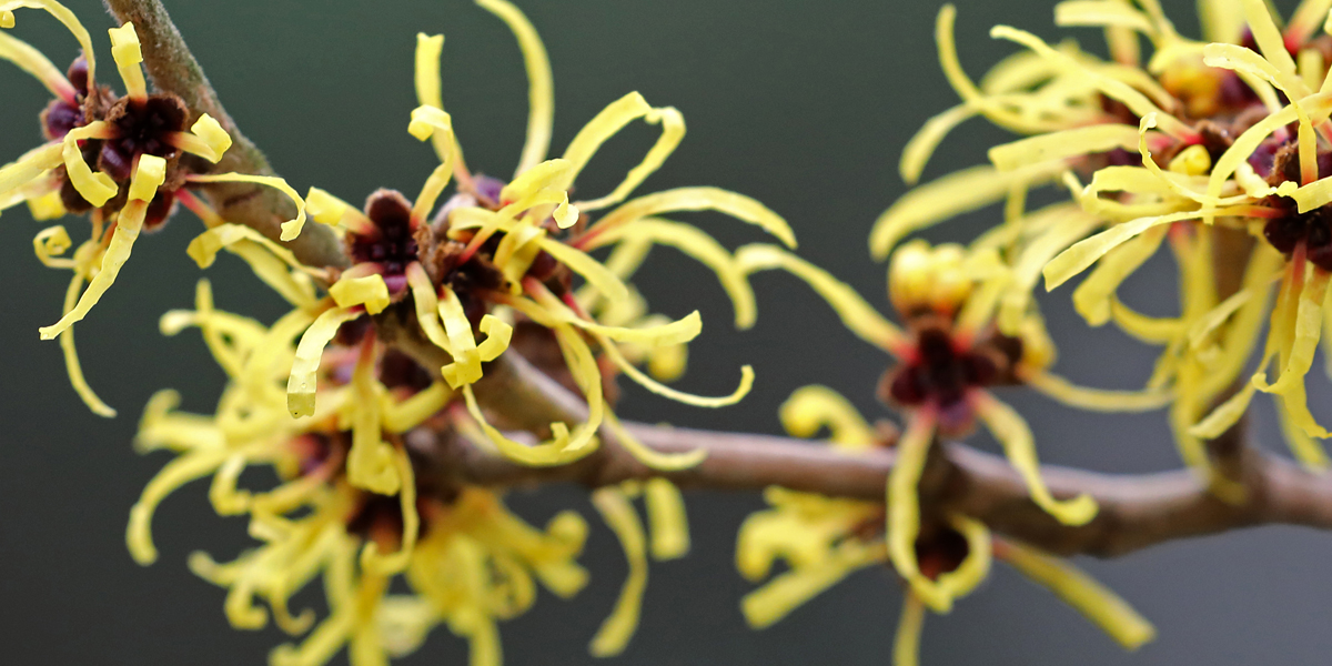 hamamelis zaubernuss