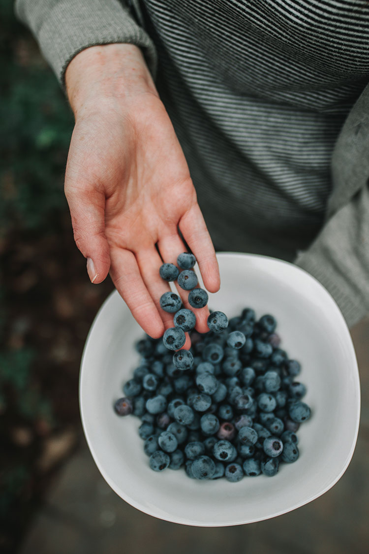 blaubeeren im garten