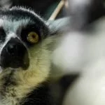 nahaufnahme eines lemuren
