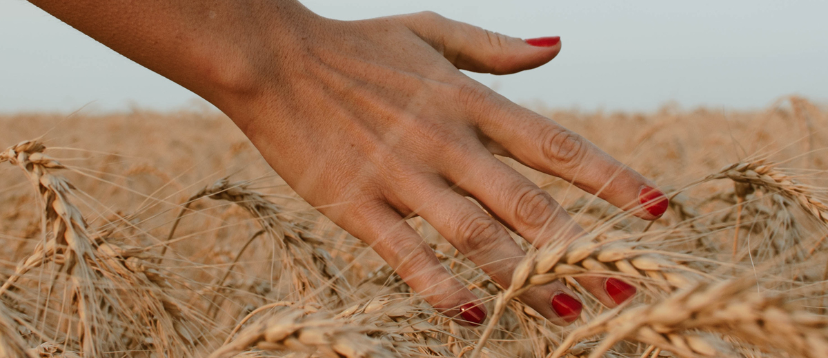 Hand mit rotem Nagellack streicht über Kornfeld