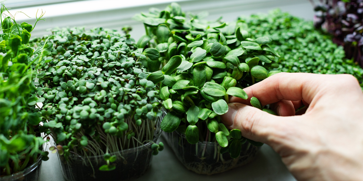 microgreens
