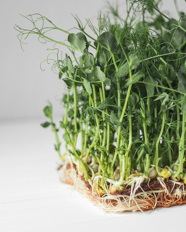 microgreens schale