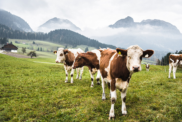 kuhmilch
