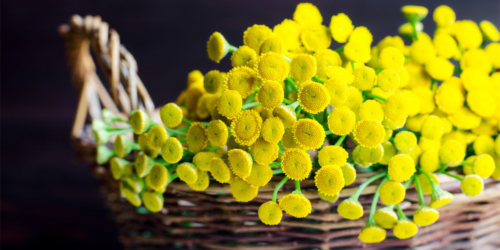 blue tansy