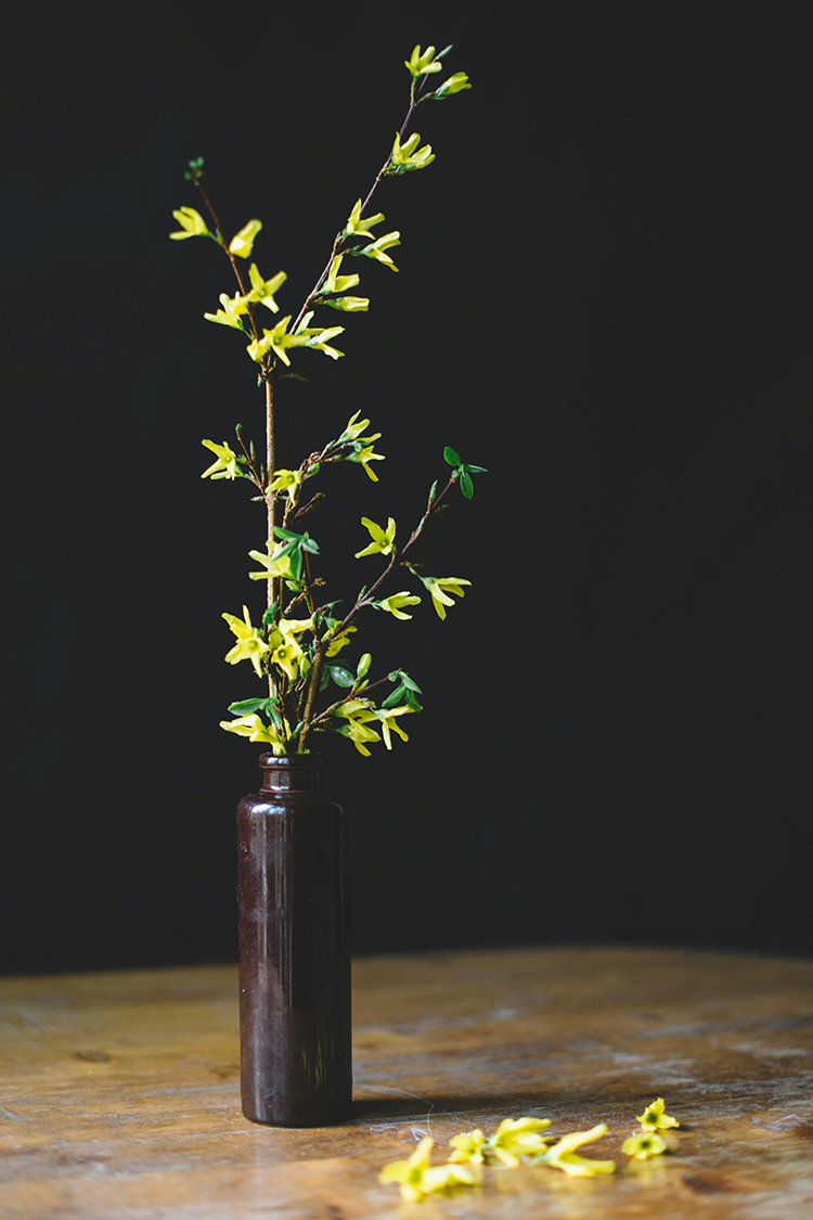 Forsythia