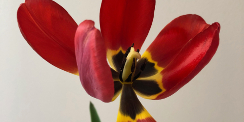 rote tulpe