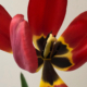 rote tulpe